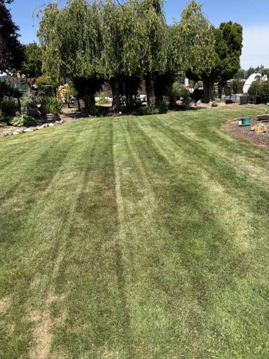 Wide backyard lawn cut with straight mowing stripes, bordered by weeping willow trees and a river rock garden edge at a Grants Pass, Oregon home.