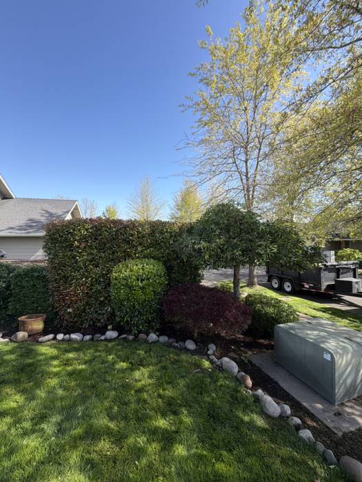 Green backyard lawn edged with a river rock cobble border, with a freshly trimmed laurel hedge and Japanese maple in the bed behind, at a Grants Pass, Oregon property.
